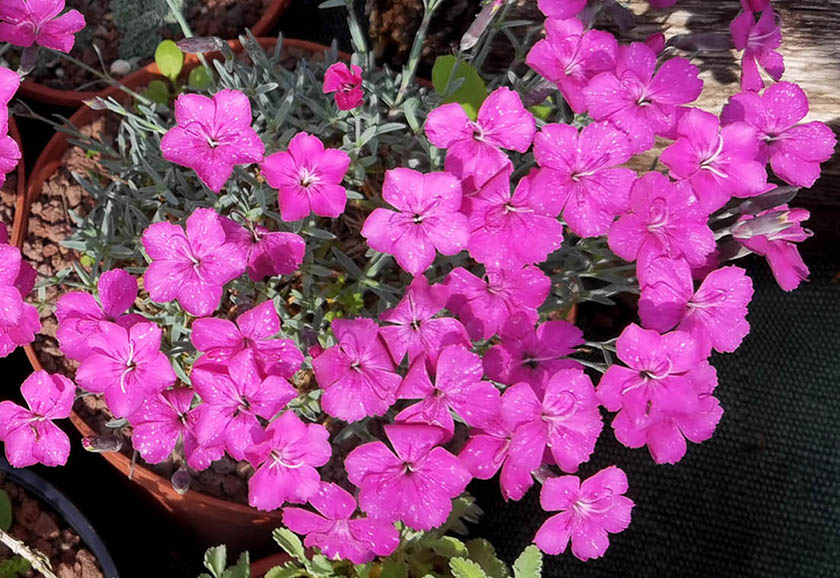 Dianthus 'Whatfield Magenta'